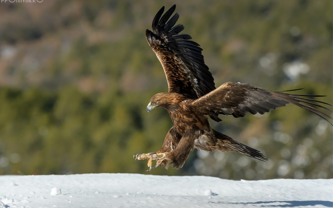 Águila real aterrizando
