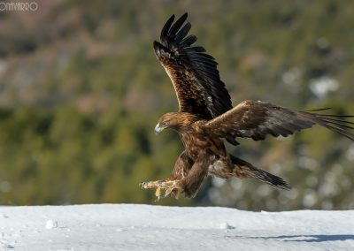 Landing golden eagle