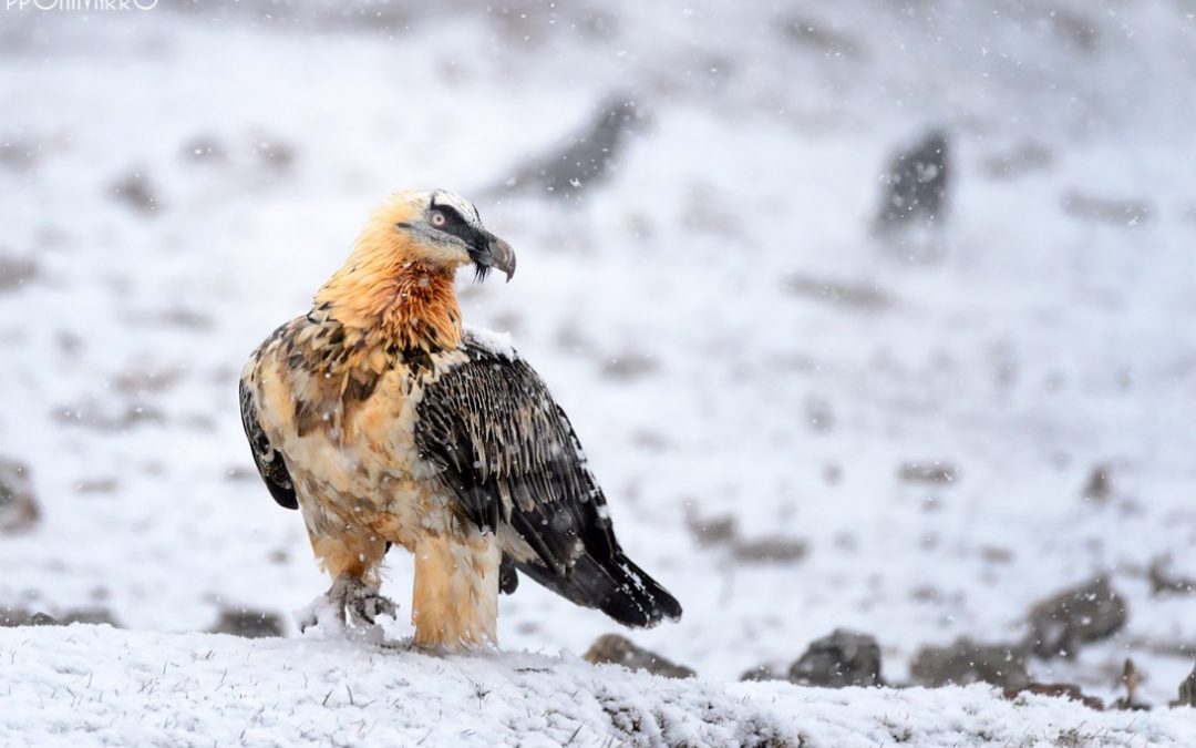 Bearded vulture placed in the snow