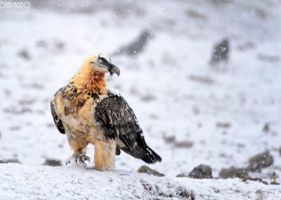 Bearded vulture placed in the snow